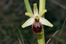 06-3089 Early spider orchid (Ophrys sphegodes) Gorges Du Tarn, Cevennes National Park, France